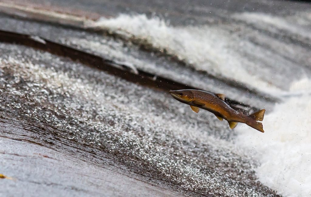 A steelhead salmon swimming upstream through a restored river channel, representing Pacific salmon recovery funding efforts across the West Coast.